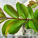 Lagerstroemia indica