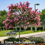 Crape Myrtle, 