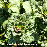 Henbit, 