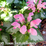 Lamium maculatum