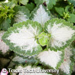 Lamium maculatum