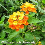 Lantana camara