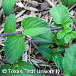 Lantana montevidensis