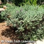 Leucophyllum frutescens Leucophyllum frutescens