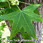 Liquidambar styraciflua