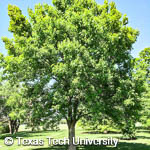 Liquidambar styraciflua Liquidambar styraciflua