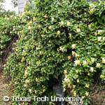Lonicera japonica