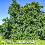 Maclura pomifera Maclura pomifera