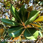 Magnolia grandiflora