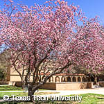Flowering Crabapple, 