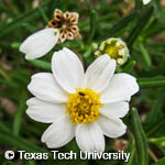 Melampodium leucanthum