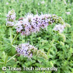 Mentha spicata