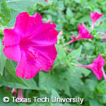 Mirabilis jalapa