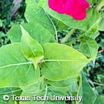 Mirabilis jalapa