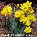 Narcissus pseudonarcissus