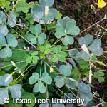 Yellow Woodsorrel, 