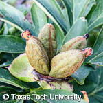Paeonia hybrid