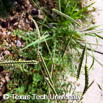 Dallisgrass, 