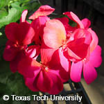 Pelargonium x hortorum