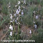 Penstemon tenuis