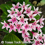 Pentas lanceolata