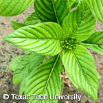 Pentas lanceolata