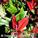 Photinia x fraseri