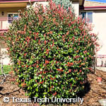Fraser Photinia, Red Tip, 