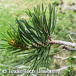 Pinus cembroides var. edulis