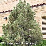 Pinus cembroides var. edulis Pinus cembroides var. edulis