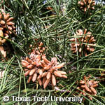 Pinus eldarica