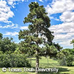 Austrian Pine, 
