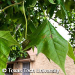 Platanus occidentalis