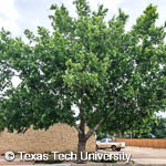 Sycamore, American Planetree, 