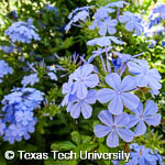 Plumbago auriculata