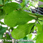 Plumbago auriculata