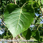 Populus deltoides