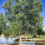 Populus deltoides Populus deltoides