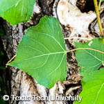 Populus nigra ‘Italica’