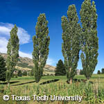 Lombardy Poplar, Black Poplar, Italian Poplar, 
