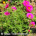 Portulaca grandiflora