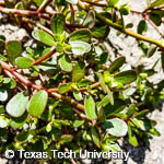 Portulaca oleracea