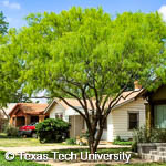 Honey Mesquite, 