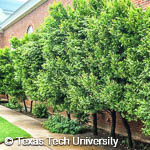 Carolina Cherry Laurel, 