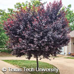 Purple Leaf Plum, 