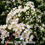 Pyracantha coccinea