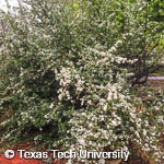 Pyracantha coccinea