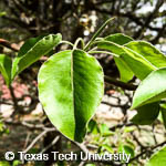 Pyrus calleryana ‘Bradford’