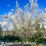 Pyrus calleryana ‘Bradford’