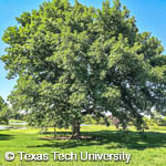 Quercus macrocarpa